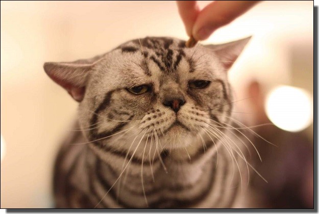 困った猫 困った猫