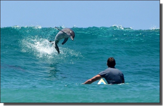 イルカとサーフィン
