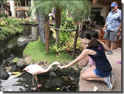 ホテルでフラミンゴに餌付け